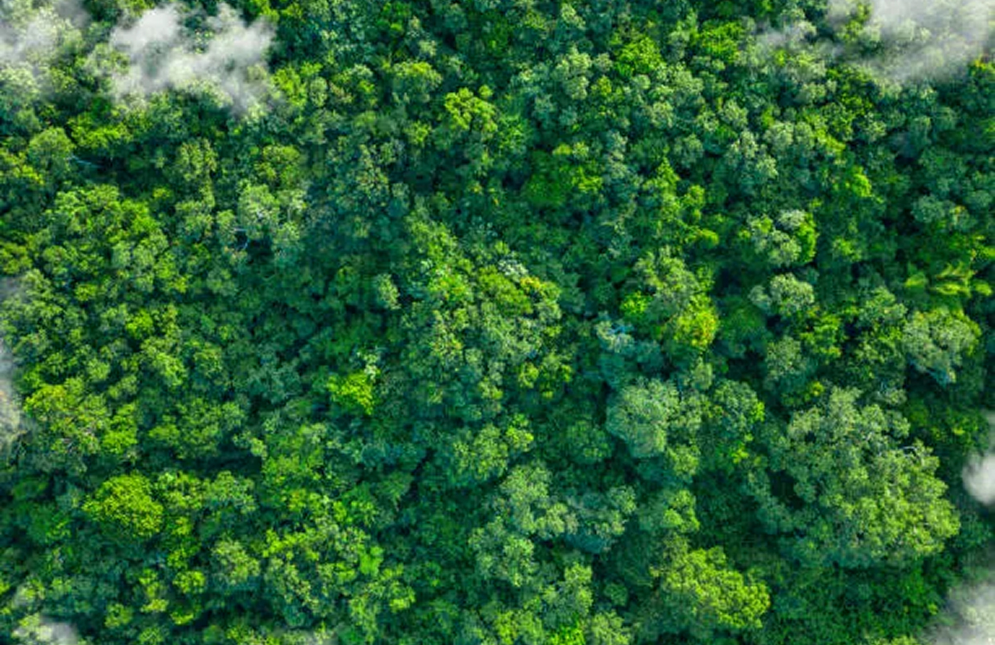 minería responsable, minería sostenible, minería ética, México, desarrollo social, impacto ambiental, recursos naturales, comunidades locales